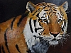 1.Tigre-55x37.jpg