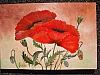 6.coquelicots-37x25.jpg