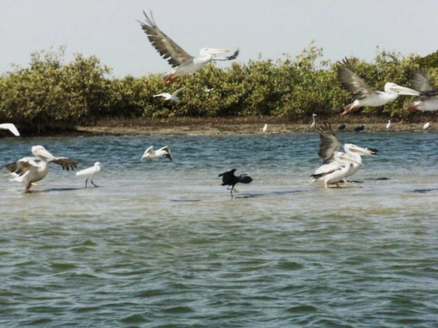 15- La mangrove et les oiseaux aquatiques.jpg