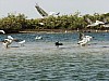 15- La mangrove et les oiseaux aquatiques.jpg