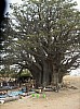 17-Baobab 23 m circonference.jpg