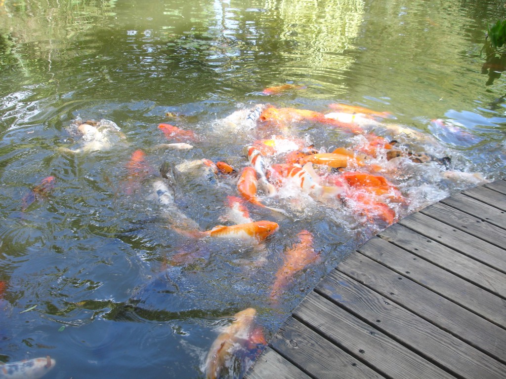 DSC02659.jpg