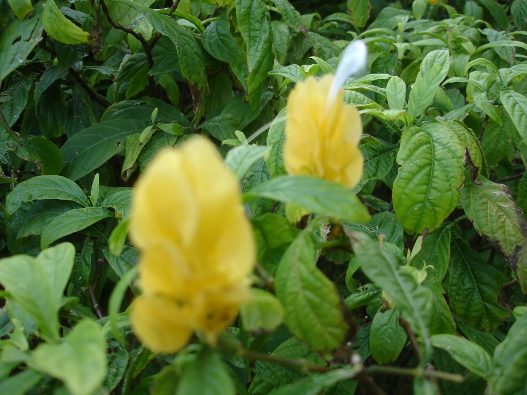DSC02701.jpg