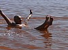 2- Lac sale Archimede.jpg